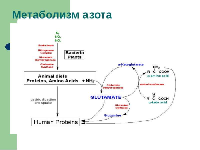 Азотистый обмен веществ