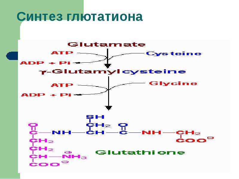 Glutation code age. 27 синтезы