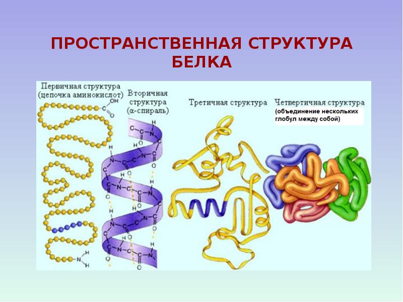 Белки строение белков 10 класс презентация