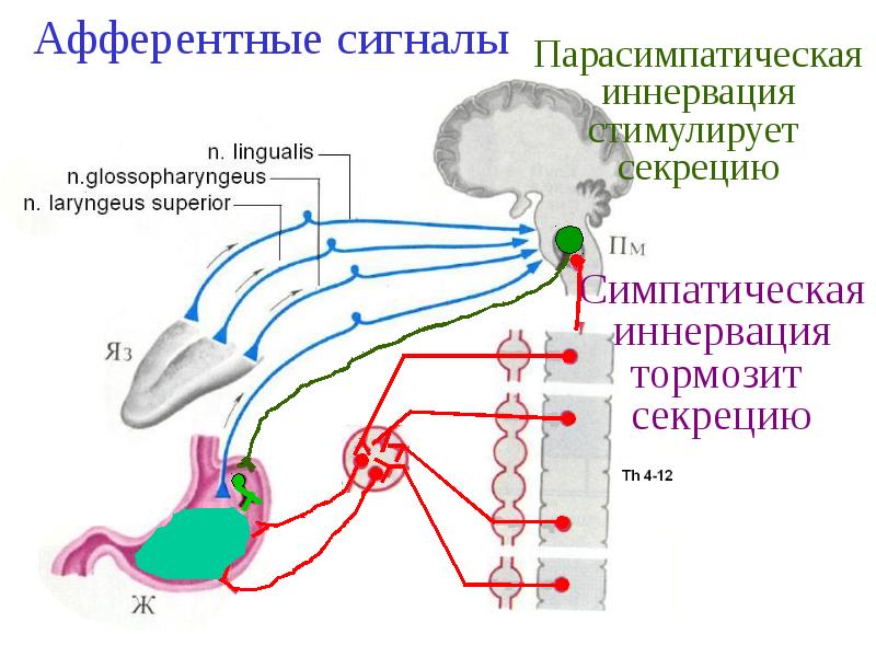 Схема рефлекторной дуги желудочной секреции