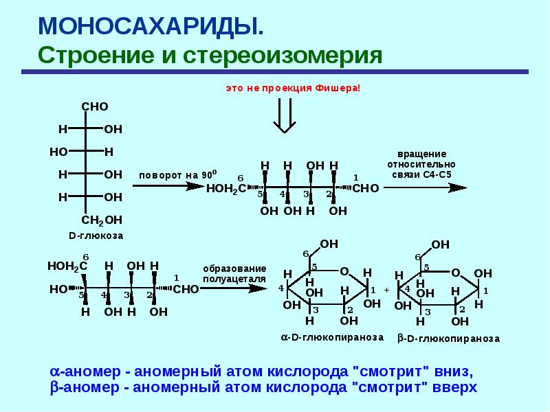 Глюкоза моносахарид. Циклические полуацетали моносахаридов. Строение моносахаридов. Стереоизомерия моносахаридов. Образование полуацеталей углеводов.