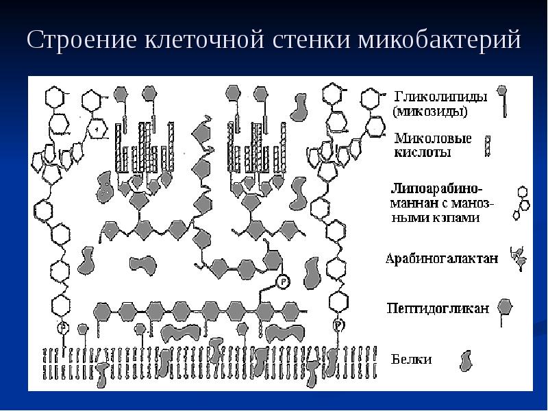 Строение микобактерии туберкулеза схема