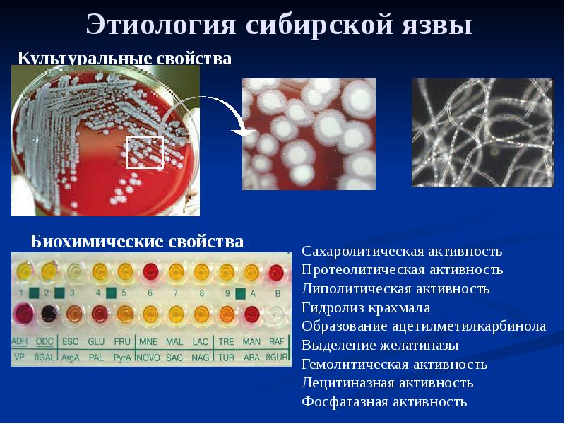 Культуральные свойства бактерий. Сибирская язва микробиология биохимические свойства. Сибирская язва культуральные свойства. Биохимические свойства сибирской язвы. Биохимические свойства возбудителя сибирской язвы.