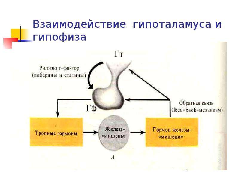 Гормоны гипофиза схема