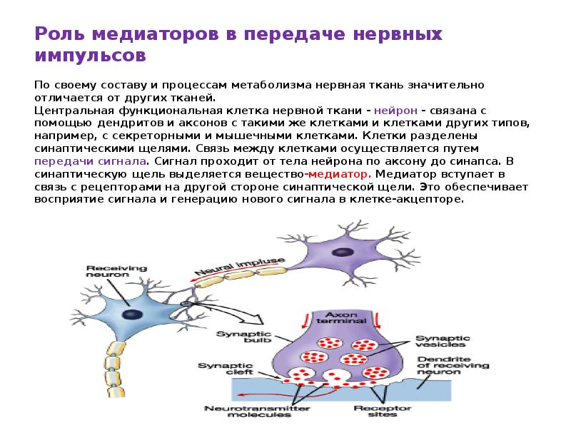 Осуществляет связь между нейронами какой нейрон. Передача нервного импульса биохимия. Медиаторы нервной ткани биохимия. Роль ацетилхолина в передаче нервного импульса. Биохимические механизмы в проведении нервного импульса.