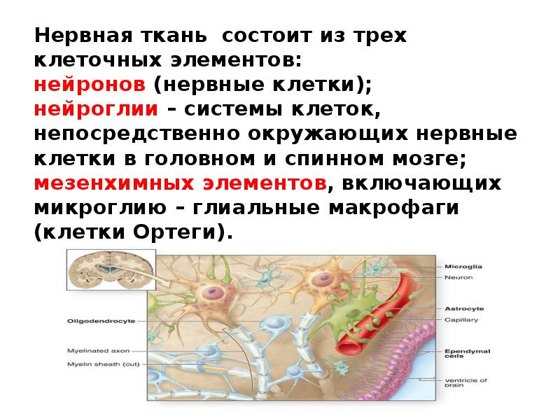 Презентация биохимия нервной системы