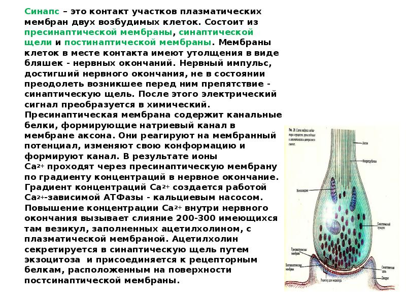 Презентация биохимия нервной системы