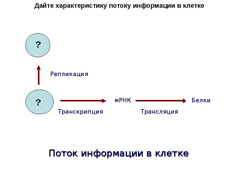 Схема реализации наследственной информации в клетке