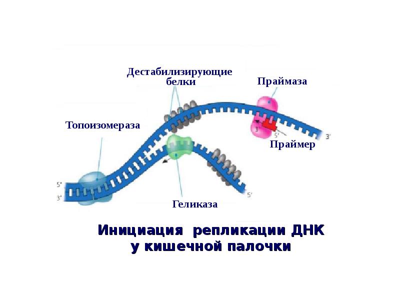 Схема реализации наследственной информации в клетке