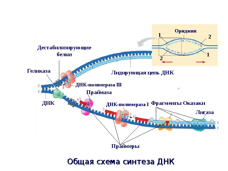 Схема реализации наследственной информации в клетке