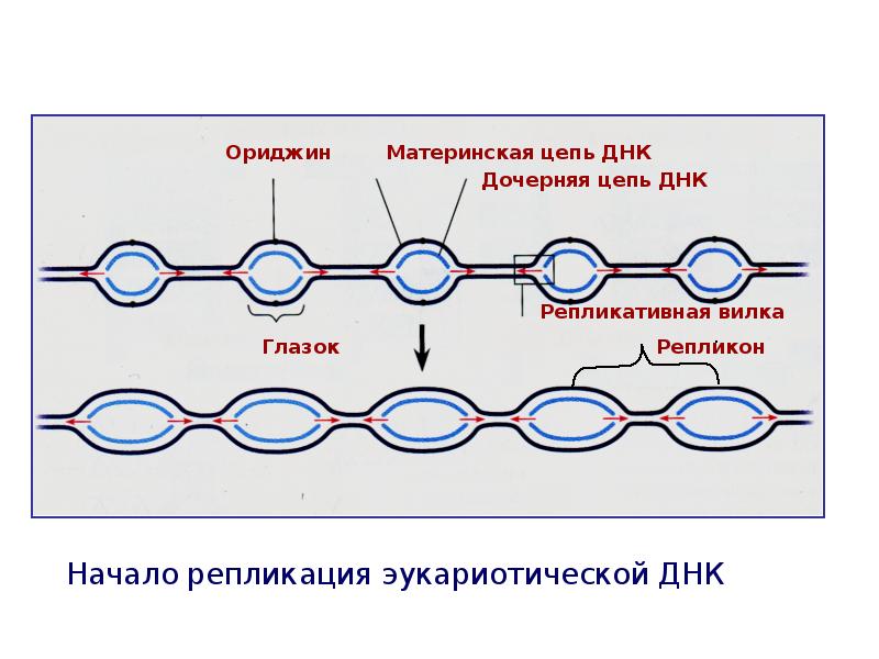 Дочерняя цепь днк. Схема репликации ДНК эукариот. Репликация репликоны. Репликативный глазок.