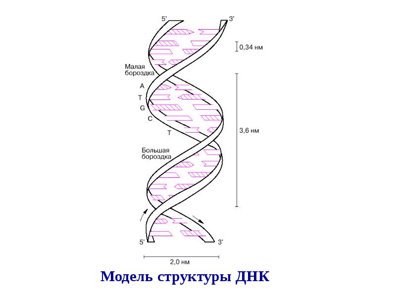 Схема переноса генетической информации в клетке