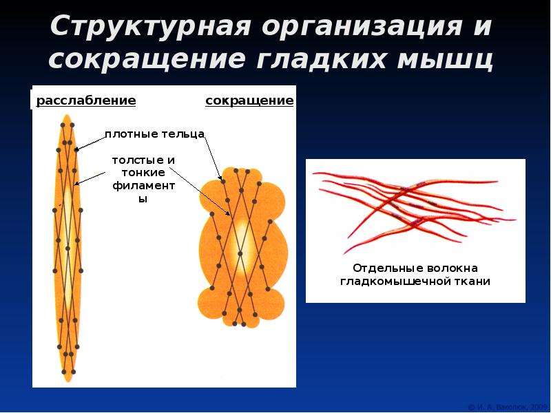 Сокращение мышечной ткани. Механизм сокращения гладких мышц физиология. Сокращение гладкой мышечной ткани физиология.