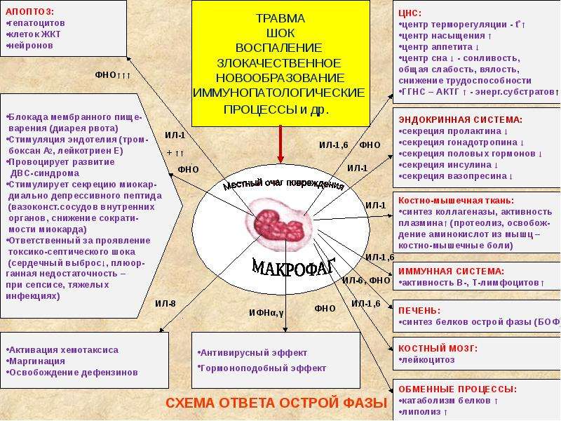 Ответ острой. Ответ острой фазы механизмы развития. Системные проявления ответа острой фазы. Патогенез реакции острой фазы. Ответ острой фазы патофизиология.