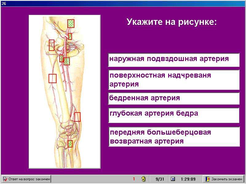 Давление бедренной артерии. Поверхностная бедренная артерия. Бедренная артерия анатомия. Поверхностная артерия бедра. Ветви бедренной артерии.