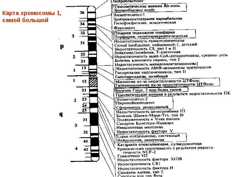 Генетическая карта хромосом человека