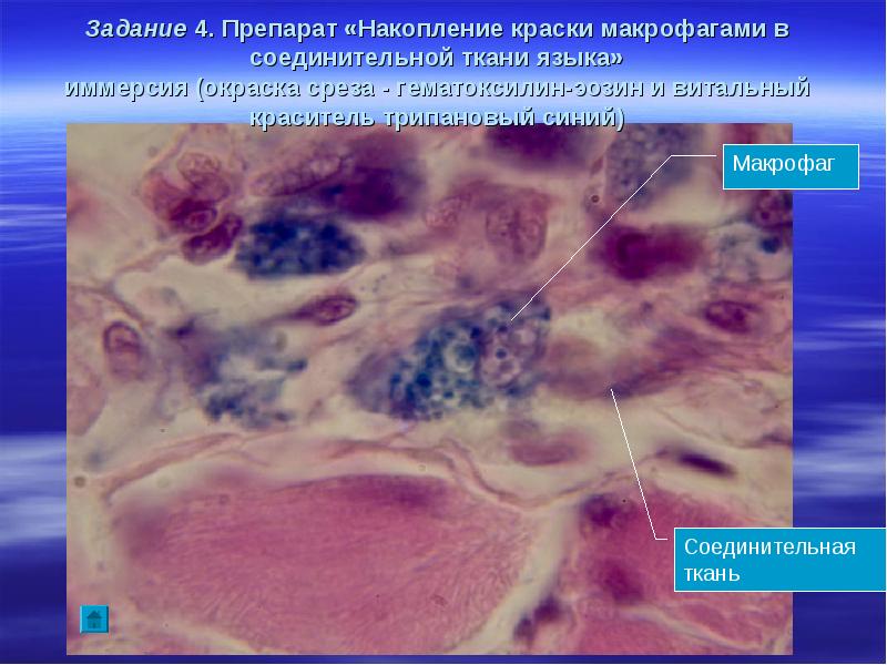Макрофаги в тканях. Макрофаги гистология. Макрофаг в рыхлой соединительной ткани. Рыхлая соединительная ткань подкожной клетчатки препарат. Макрофаг гематоксилин эозин.