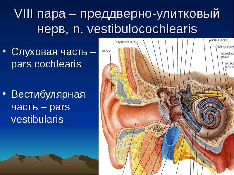 8 пара. 8 Пара преддверно улитковый нерв. Преддверно-улитковый нерв анатомия. VIII пара – преддверно-улитковый. Корешок преддверно-улиткового нерва.