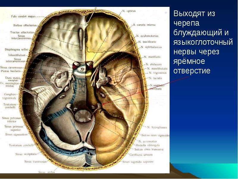 Черепные нервы схема