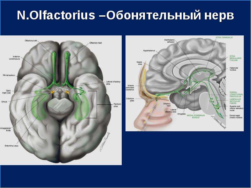 1 нерв обонятельный. Обонятельный нерв (n. olfactorius). Обонятельный нерв путь. Nervus olfactorius схема. Обонятельный нерв строение.