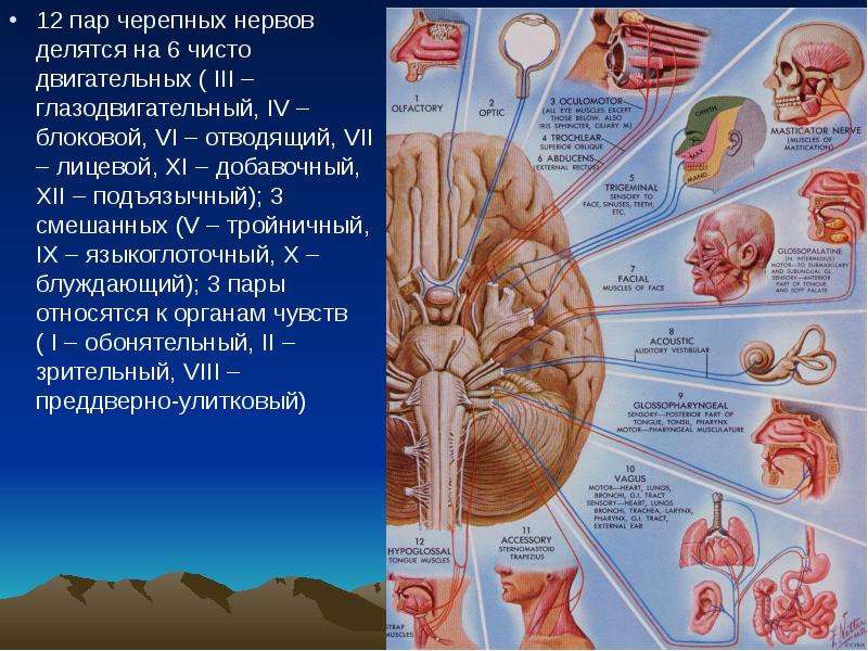 Названия черепных нервов. Головной мозг 12 пар черепно мозговых нервов. 12 Пар черепно мозговых нервов анатомия. Черепно мозговые нервы чувствительные двигательные. 12 Пар черепно мозговых нервов на латыни.