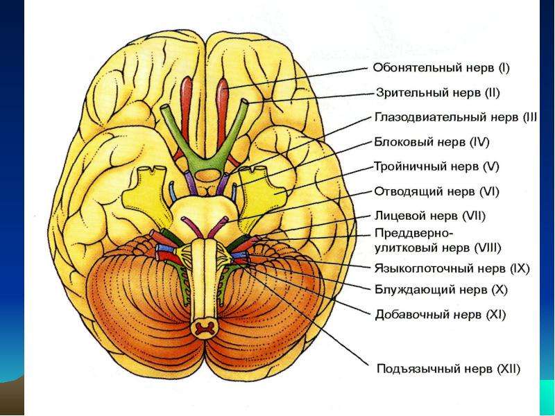 Черепные нервы схема