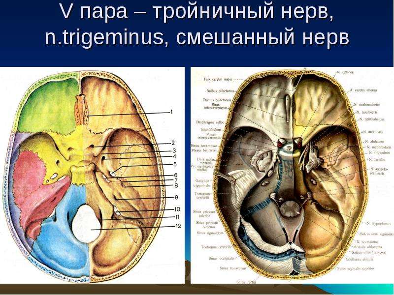 Черепные нервы картинка