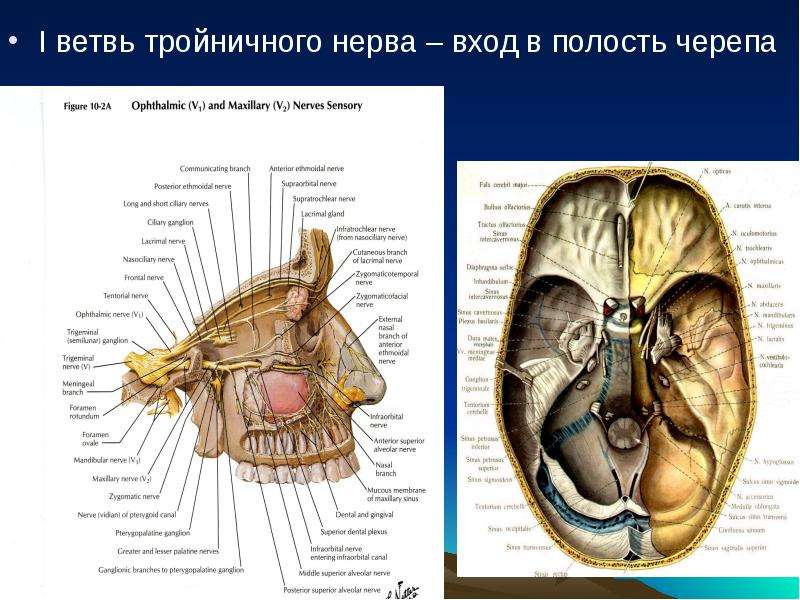 Тройничный нерв анатомия схема на черепе