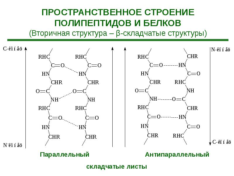 Складчатые структуры. Параллельная и антипараллельная структура белка бета. Антипараллельная бета структура. Пространственное строение полипептидов. Вторичная структура полипептидов и белков это.