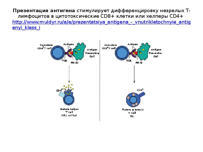 Презентация антигена лимфоцитам схема физиология