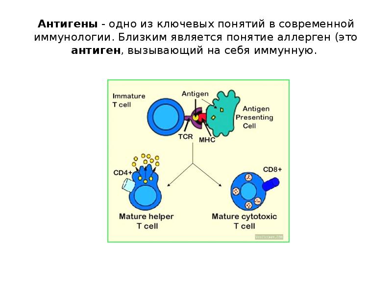 Антигены картинки для презентации