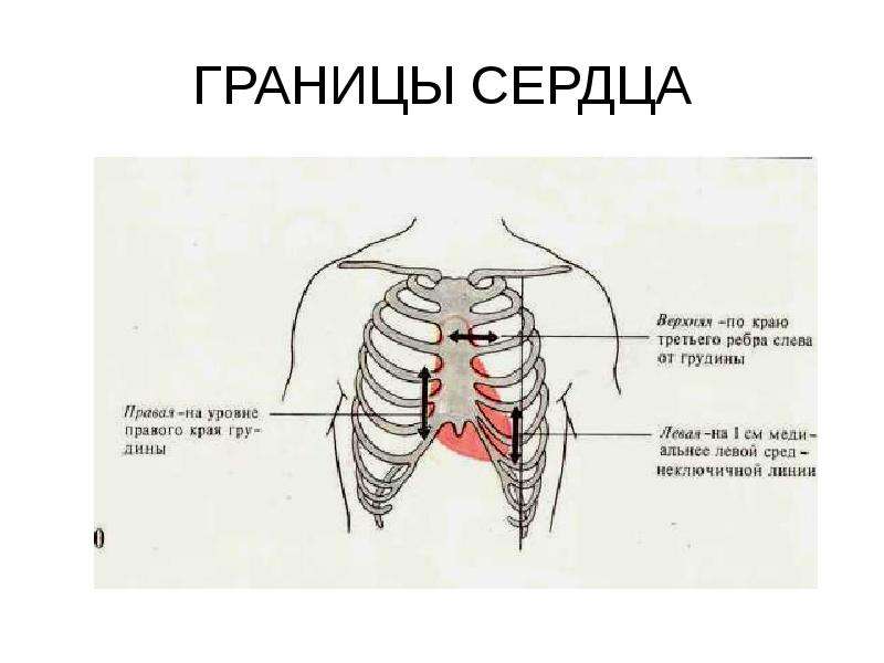 Границы сердечной