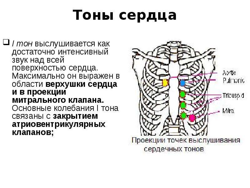 Шум остина флинта выслушивается в точке обозначенной на рисунке цифрой