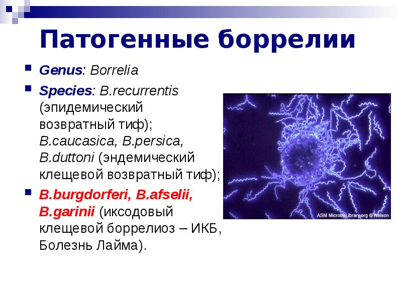 Патогенные токсины это. Borrelia recurrentis заболевание. Патогенные спирохеты. Боррелии микробиология.