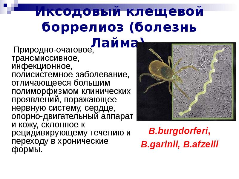 Боррелиоз презентация инфекционные болезни