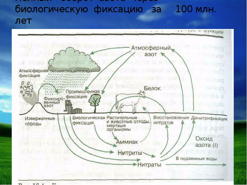 Способны к фиксации атмосферного азота