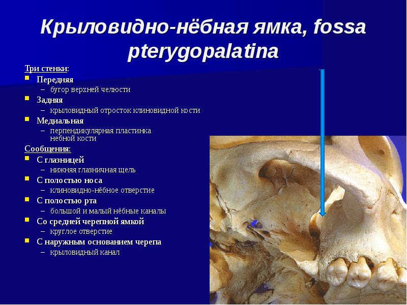 Какие анатомические образования формируют стенки fossa pterygopalatina