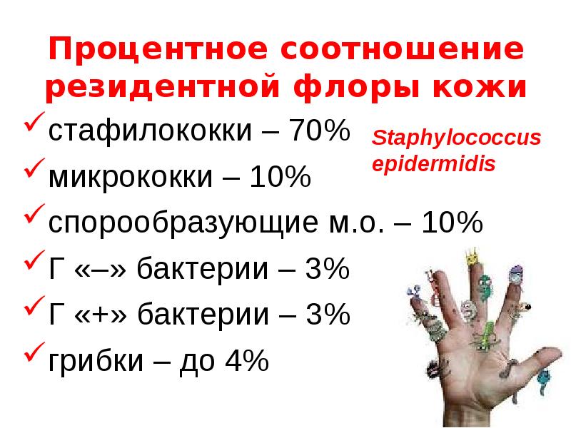   Процентное соотношение резидентной флоры кожи
стафилококки – 70%
микрококки – 10%
спорообразующие м.о. – 10%
Г «–» бактерии – 3%
Г «+» бактерии – 3%
грибки – до 4% 
