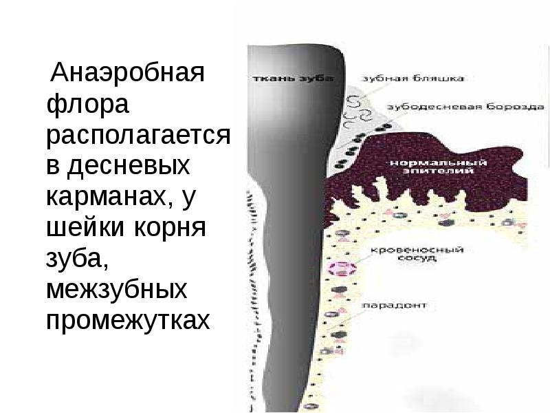   Анаэробная флора располагается в десневых карманах, у шейки корня зуба, межзубных промежутках
 Анаэробная флора располагается в десневых карманах, у шейки корня зуба, межзубных промежутках
