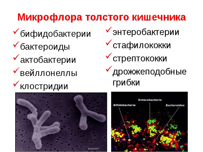 Бактерии являются тест. Представители транзиторной микрофлоры Толстого кишечника. Функции микрофлоры тонкого кишечника. Бактерии нормальной микрофлоры Толстого кишечника. Бактерии представители нормальной микрофлоры кишечника.