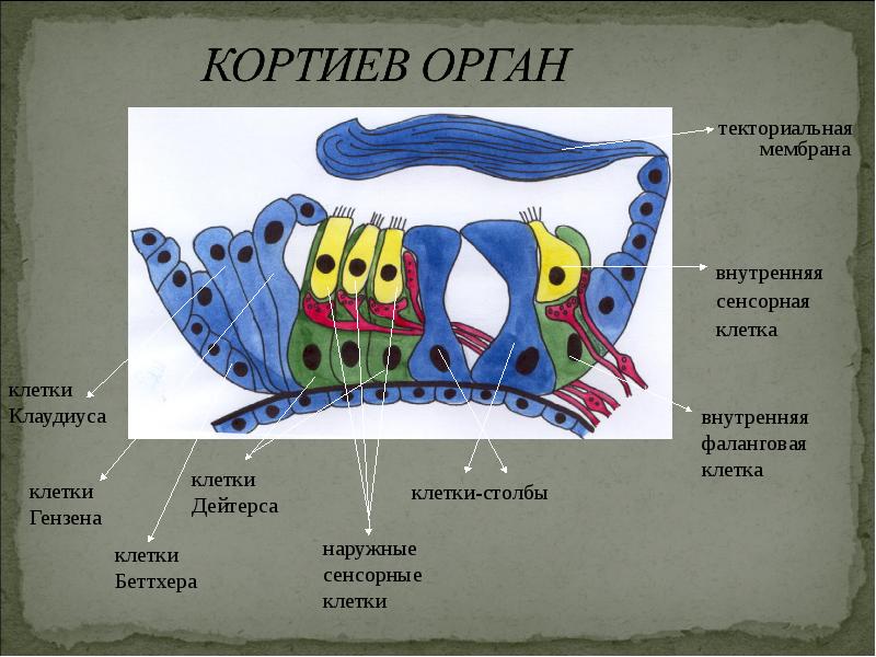 Строение статокинетического отдела уха статокинетический анализатор равновесия презентация