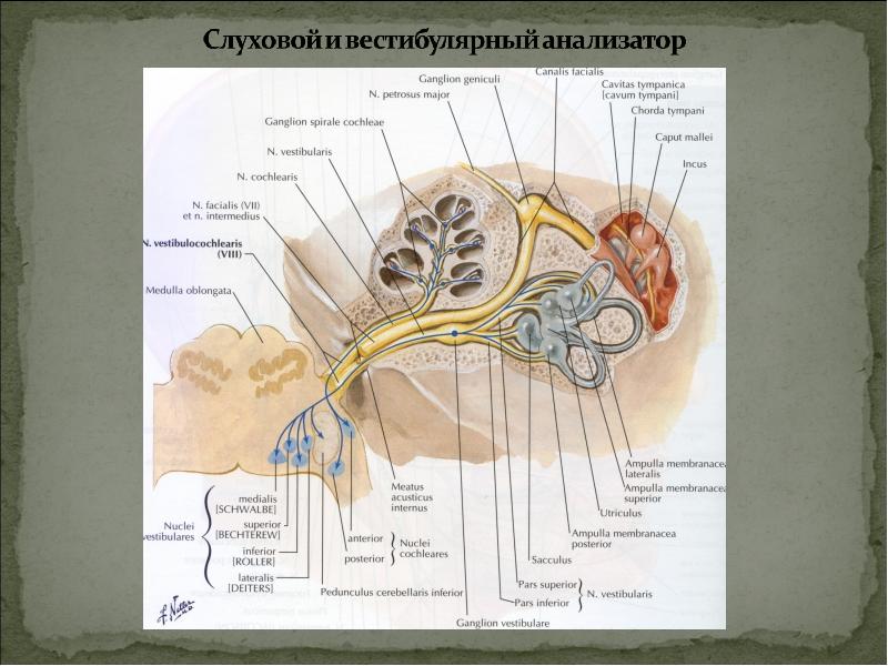 Схема слухового анализатора