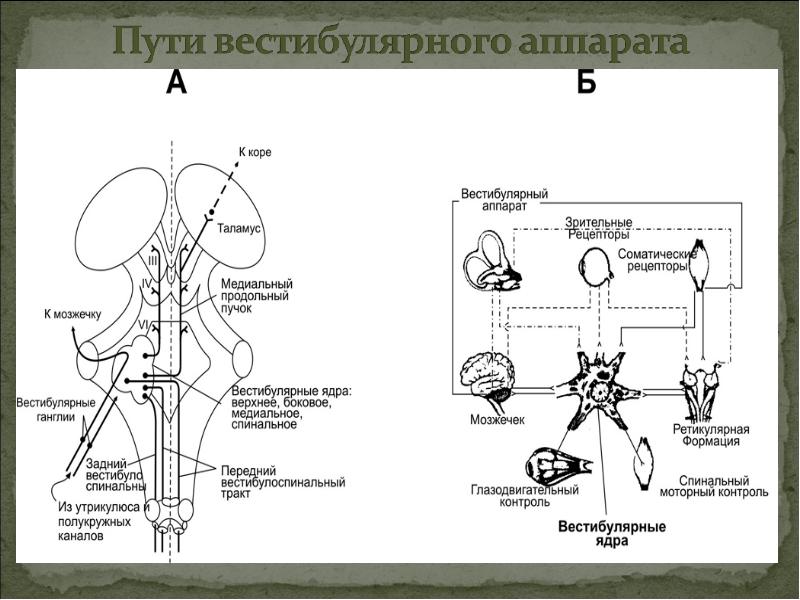 Строение статокинетического отдела уха статокинетический анализатор равновесия презентация