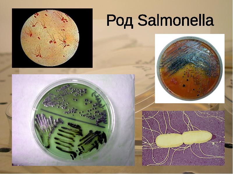 Сальмонеллез материал. Род сальмонелла микробиология. Бактерии рода сальмонелла. Метод выявления бактерий рода Salmonella. Сальмонеллы роды бактерий.