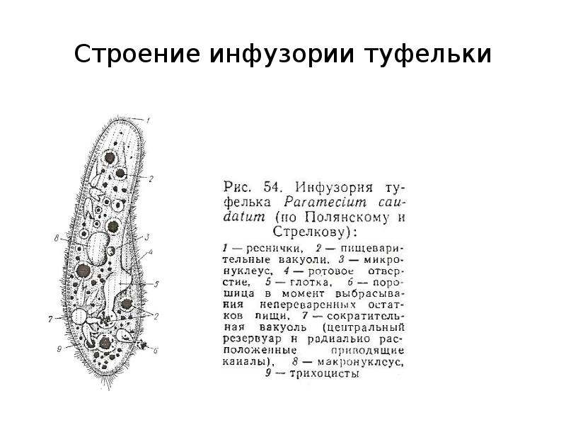 Какую функцию в теле инфузории туфельки выполняют органоиды обозначенные на рисунке вопросительным