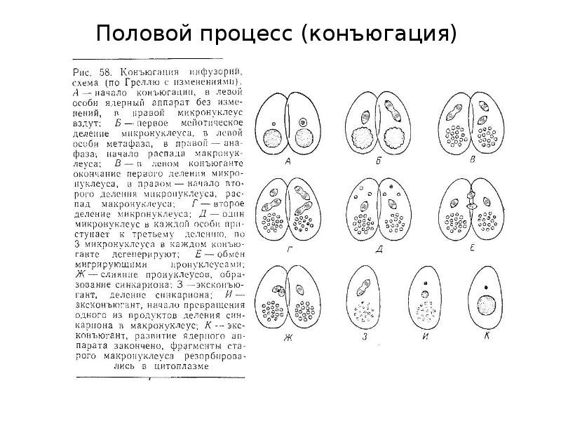 Каким номером на рисунке обозначена стадия конъюгации инфузории