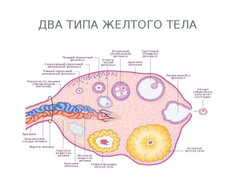 Женская половая система схема