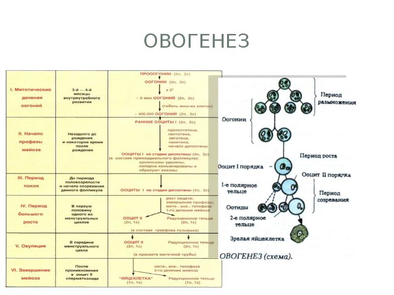 Сперматогенез описание процесса. Фазы сперматогенеза и овогенеза таблица. Овогенез его периоды. Оогенез и овогенез.
