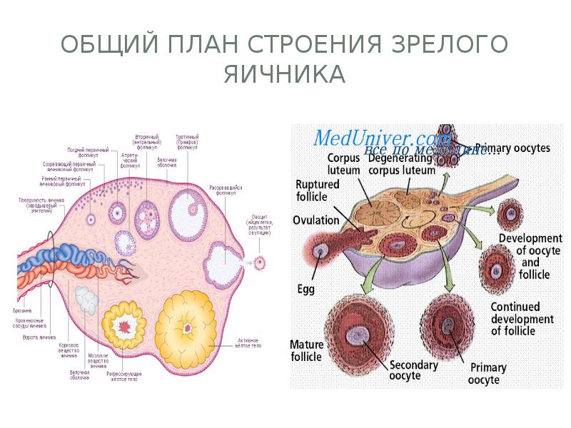 Яичники система
