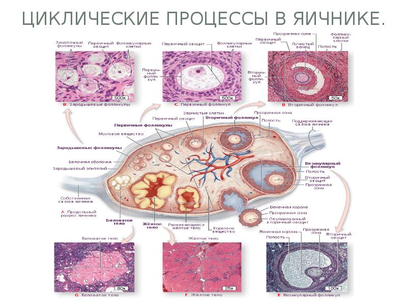 Презентация женская половая система